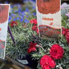 Dianthus 'Rebekah' 6" Pot - Image 2