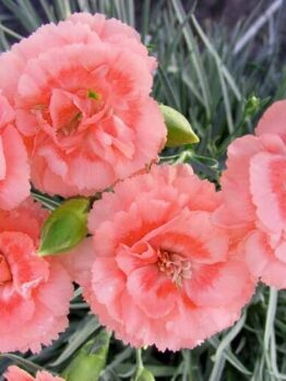 Close-up of Dianthus 'Romance' in a 6" pot, showcasing pink carnations as a symbol of romance amid green foliage.