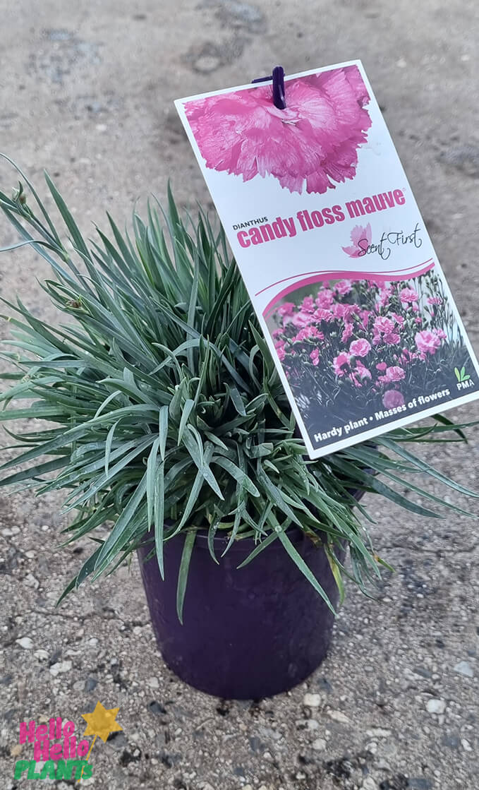 Dianthus 'Candy Floss' 6" Pot - Image 3