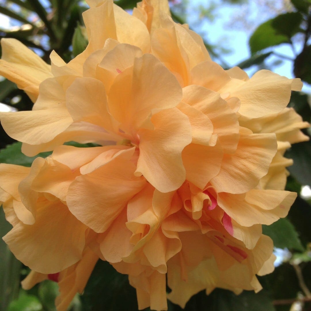 Hibiscus 'Mrs Andreasen' 6" Pot - Image 4