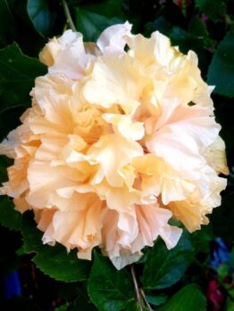 The Hibiscus 'Mrs Andreasen' in a 6" pot features peach-colored, ruffled flowers and lush green leaves, echoing the charm of Mrs. Andreasen's garden.