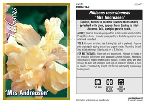 Hibiscus 'Mrs Andreasen' 6" Pot - Image 3