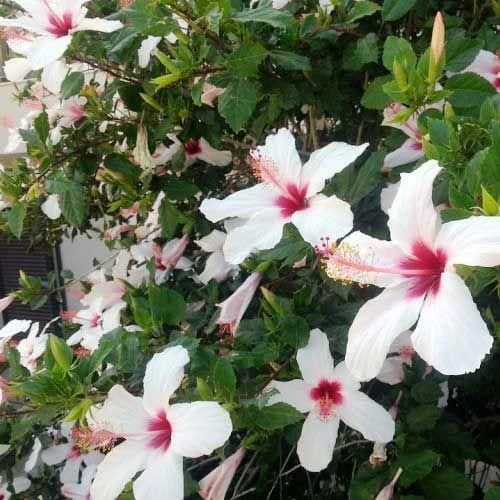 Hibiscus 'Wilders White' - Image 2