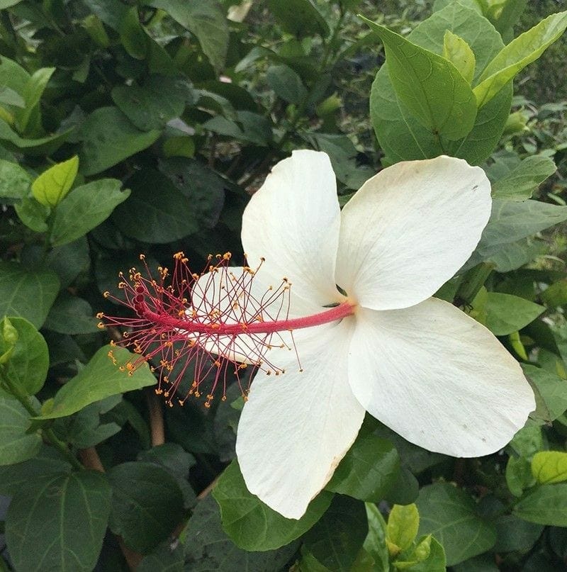 Hibiscus 'Wilders White' - Image 3