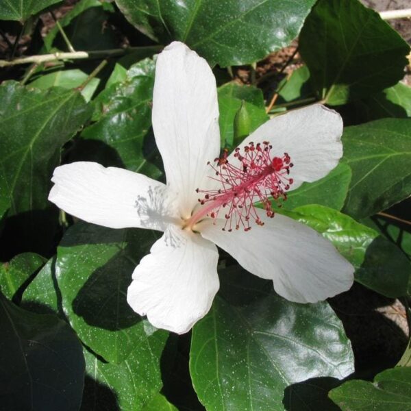 The Hibiscus 'Wilders White' in a 6" pot showcases radiant white blossoms with striking red stamens, nestled amidst glossy green foliage.