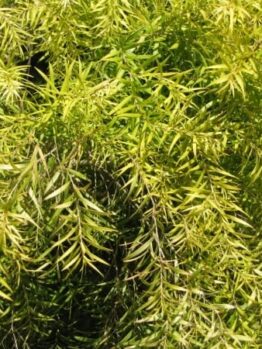 The Melaleuca 'Revolution Gold' Myrtle 6" Pot features a dense cluster of narrow, bright green leaves that bring elegance to any garden.