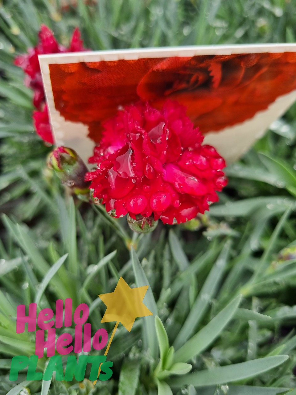 Dianthus 'Rebekah' 6" Pot - Image 3