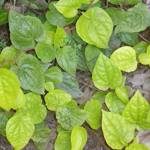 Betel Pepper 5" Pot