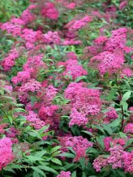 Bright pink flowers of the Spiraea 'Anthony Waterer' elegantly adorn its green foliage in a 6" pot.