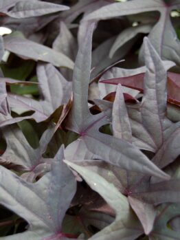 Close-up of Ipomoea 'Bright Ideas Black' in a 5" hanging basket, featuring dark purple sweet potato vine leaves with pointed edges and star-like shapes for a striking display.