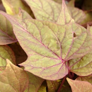 Ipomoea 'Bright Ideas Rusty Red' 5" Pot Hanging Basket - Image 2