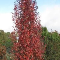 A tall, narrow Malus trilobata 'Lebanese' Crab Apple with red autumn leaves stands in a grassy area, surrounded by green shrubs and trees beneath a blue sky.