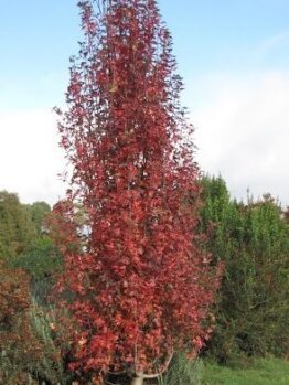 A tall, narrow Malus trilobata 'Lebanese' Crab Apple with red autumn leaves stands in a grassy area, surrounded by green shrubs and trees beneath a blue sky.