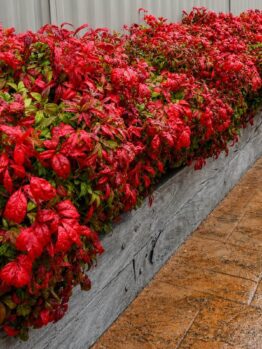 A row of thriving Vitis vinifera 'Ornamental Grape Vine' shrubs in 15cm pots grows in a raised wooden planter along a wet, brown tiled walkway.