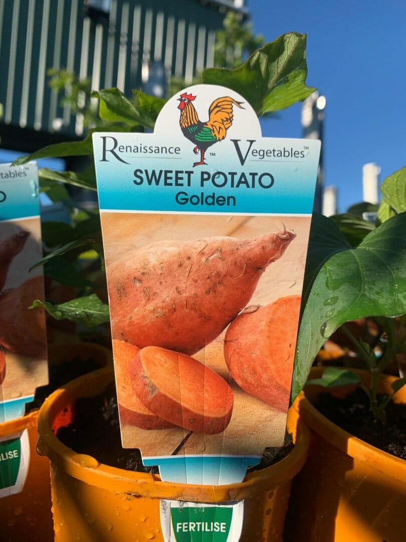 Ipomoea 'Sweet Golden' Potato 4" Pot - Image 5