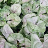 Syngonium Roxana Foliage