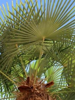 washingtonia cotton palm