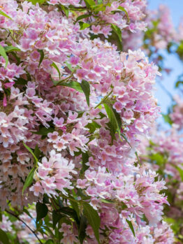 Hello Hello Plants Kolkwitzia 'Beauty Bush'