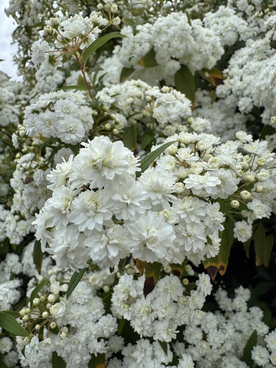 Spiraea 'Double White May Bush' 6" Pot - Image 2