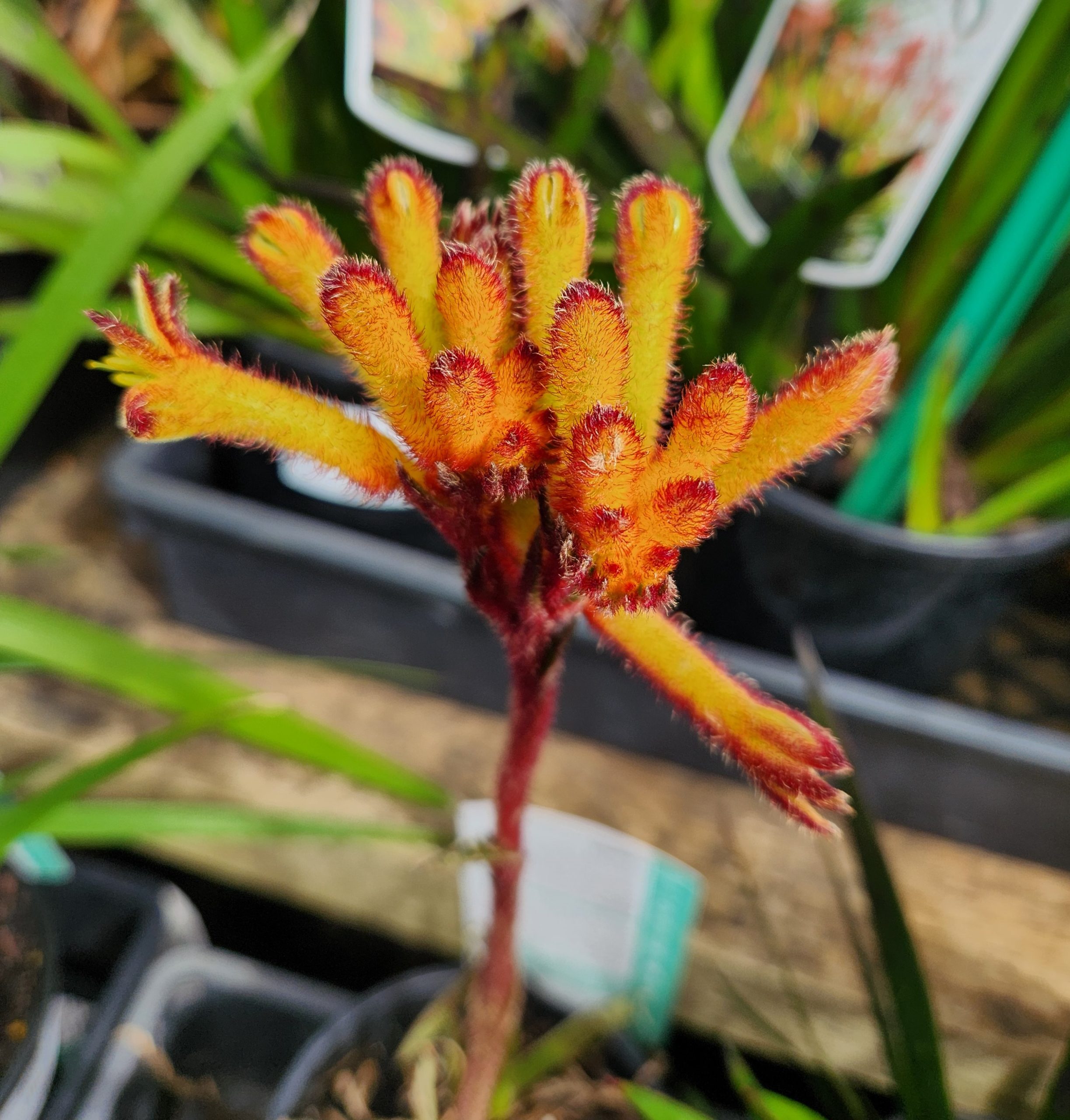 Anigozanthos 'Bush Fire™' Kangaroo Paw 6" Pot - Image 2