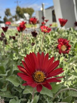 Arctotis 'Blood Red' 6" Pot