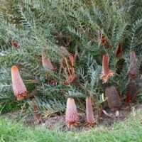 The Banksia 'Honey Baby,' thriving in grassy areas, showcases large orange cylindrical flowers with spiky green leaves. Its compact size fits perfectly in a 6" pot, making it a striking feature for any garden.