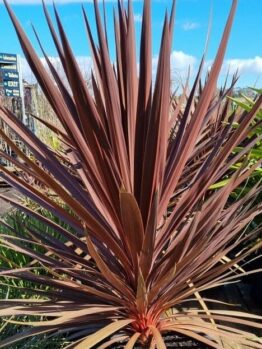 A Cordyline 'Red Star' in a 16" pot stands tall with its spiky, narrow reddish-brown leaves against the blue sky at the garden center.