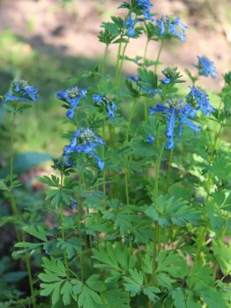 Corydalis 'Porcelain Blue' features tall green stems, divided leaves, and clusters of small blue flowers, flourishing outdoors in sunlight.