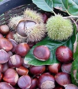 A basket of Castanea 'Emerald Gem' Chestnut 13" pots, with brown chestnuts nestled in spiky green husks amidst lush emerald leaves, captures the true spirit of Castanea.