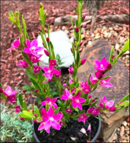 Crowea 'Cooper's Classic' Waxflower 6" Pot - Image 3