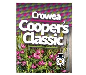 Crowea 'Cooper's Classic' Waxflower 6" Pot - Image 2