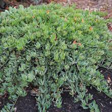 Eremophila 'Pancake' 6" Pot - Image 2