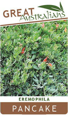 Eremophila 'Pancake' 6" Pot - Image 3