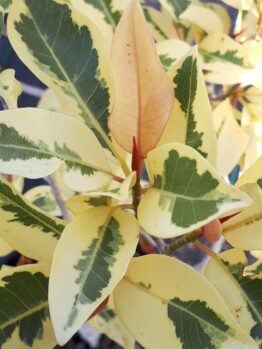 Hello Hello Plants Nursery Campbellfield Melbourne Victoria Australia Ficus obliqua variegated 'White Lightning' foliage