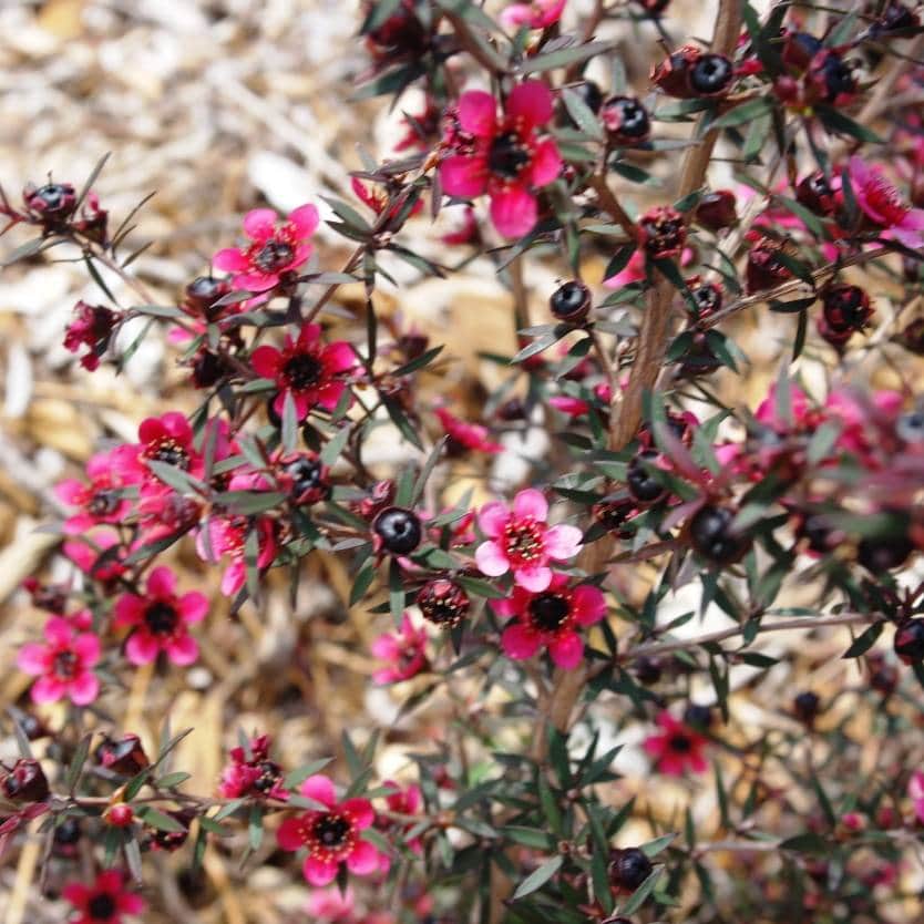 Leptospermum 'Dwarf Tea Tree Burgundy' 6" Pot - Image 2