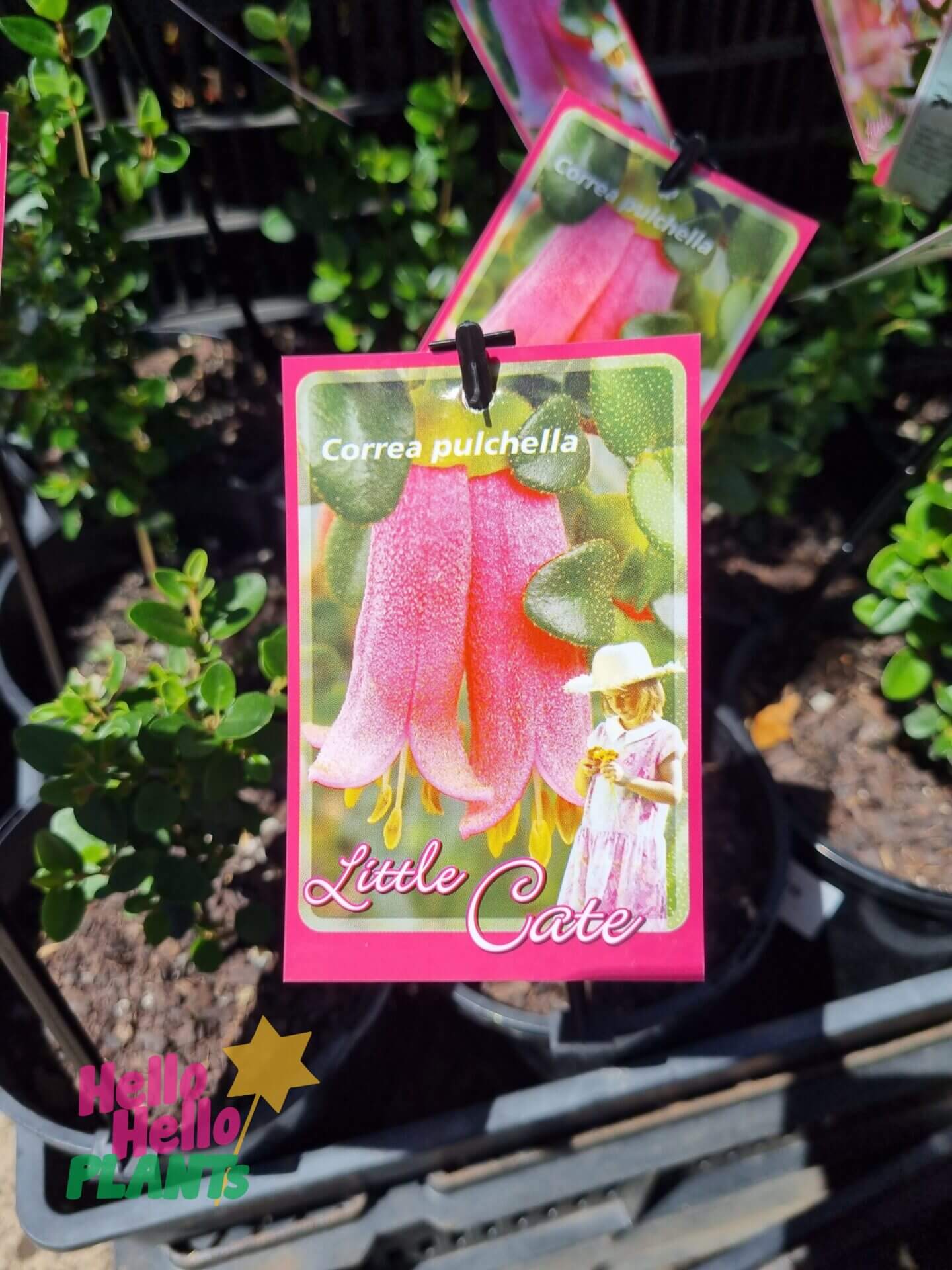Correa 'Little Cate' 6" Pot - Image 3