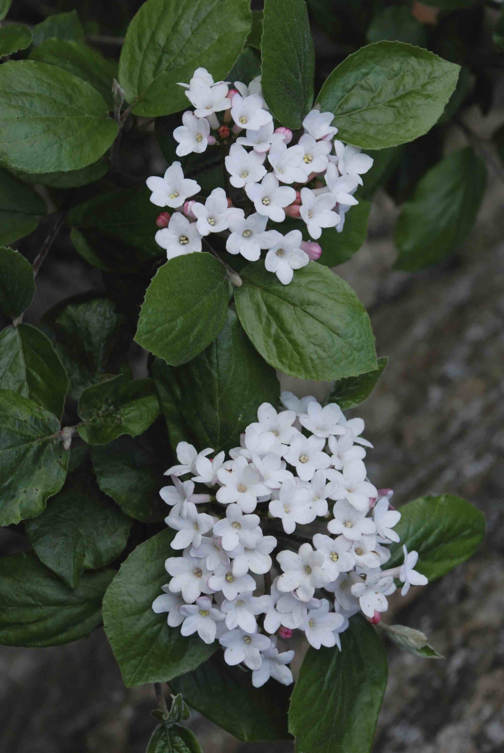 Viburnum burkwoodii 'Anne Russell' 8" Pot - Image 2