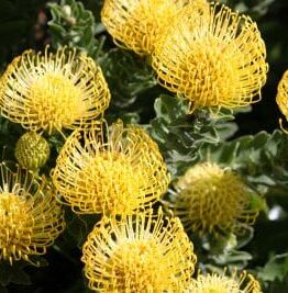 Moonlight dances over spiky petals of the yellow Leucospermum 'Moonlight' pincushion protea, beautifully set off by lush green foliage in a 6" pot.