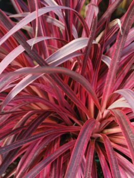 Close-up of Cordyline 'Salsa' in a 7" pot, featuring vibrant pink and red leaves that highlight its unique texture and color.