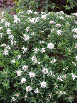 The Daphne 'Eternal Fragrance' 7" Pot features an evergreen shrub with glossy green leaves and clusters of small white flowers, perfect for garden charm.