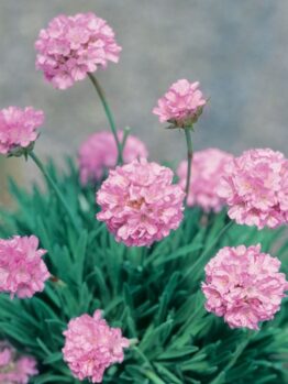 Armeria 'Petite Pink' Sea Thrift in a 6" pot showcases lovely pink flower clusters on tall stems, elegantly framed by green, grass-like leaves.