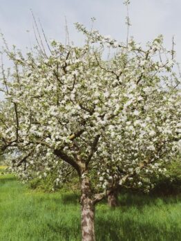 A Malus 'Gorgeous' Crab Apple (Field Dug Extra Large) tree in full bloom stands in a grassy field under a cloudy sky.