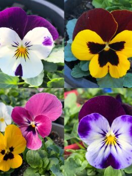 Viola Annual 4" Pot