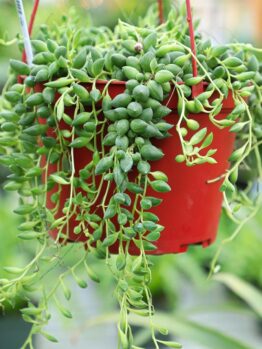 A 13" pot featuring a cascading succulent plant with fleshy, green teardrop-shaped leaves, named Olea 'Manzanillo' Olive, standing at 4 feet in height.