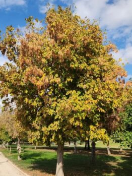 acer negundo sensation maple box elder maple tree advanced with autumn foliage green yellow orange leaves