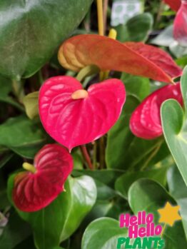 anthurium red flower