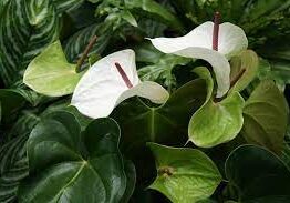 The Anthurium 'White Heart' in a 6" pot showcases two white flowers with dark red spadices, nestled among vibrant green leaves for a striking display.