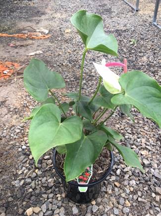 Anthurium 'White Heart' 6" Pot - Image 4