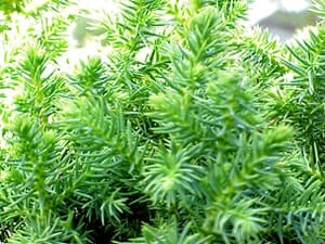 Close-up of lush, green feathery foliage of an Asparagus Fern plant, akin to the delicate textures in Cryptomeria 'Tansu' Japanese Cedar craftsmanship.