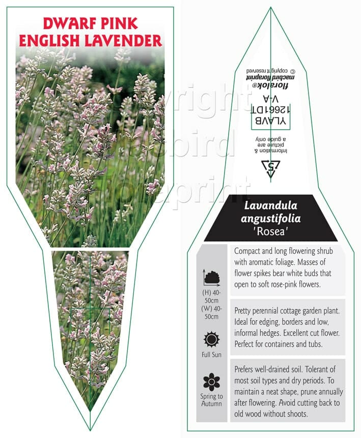 Lavandula 'English Pink' Lavender 6" Pot - Image 3